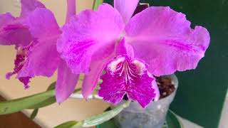 Cattleya luddemanniana