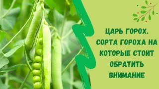 👌Царь горох. Сорта гороха на которые стоит обратить внимание