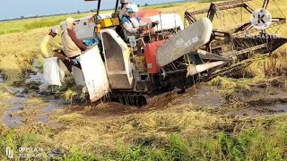 mesin panen padi atau combine TANI KAYA bekerja di lahan extrime,,😰