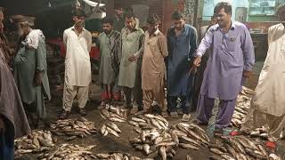 Fish auction in Larkana Sindh fish market 24/05/2024