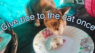 #Cat #wow #dog #love #cute #Give #rice #to the #cat #once