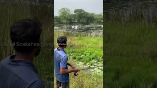 #shorts Rod And Reel Snakehead Fishing