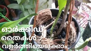 How to grow Orchid seedlings | ഓർക്കിഡ് തൈകൾ വളർത്തിയെടുക്കാം