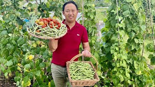 युकेको बारीमा सिमी टिपाई | Growing organic vegetables in allotment | Gardening | Nepali Family Vlog