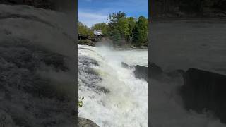 High Water at Ohiopyle #shorts #ohiopyle #fernclifftrail #hiking #nature #goldendoodle #hike #nice