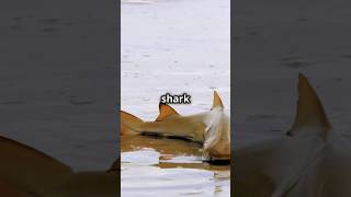 Heroic Shark Rescue: Brave Man Saves Stranded Shark on Beach! 🌊🦈 #shorts #rescuetails #savesharks