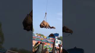 How to 🐫 loading in turuck amaz video#camel #youtubeshorts #animals #ytshorts #shorts