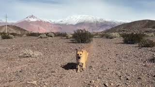 Meeting stray dogs on a hike in Patagonia, Argentina 😨😮