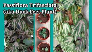 How to propagate and care for Duck feet Plant