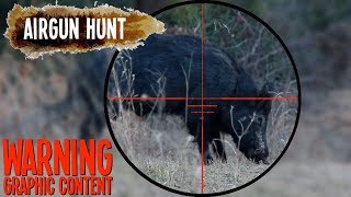 Hog Hunt With Extreme Arrow FX Airgun