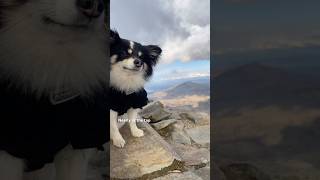 Snowdon is the highest mountain in Wales 🏴󠁧󠁢󠁷󠁬󠁳󠁿🌄 #mountain #dogshorts  #snowdonia