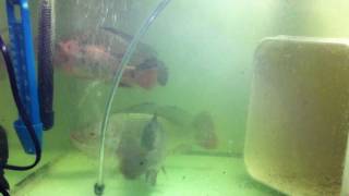 55Gal Tilapia Breeding Stock tank for Aquaponics Systems