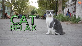 Cat Relax#cat #relax