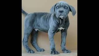 Cane Corso 😍 (blue)