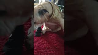 Piggy with socks on piggy #bullbreed #dogs  #funnyanimals #funny #bulldog