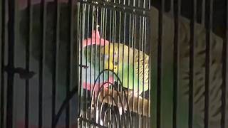 Parakeet chirps at mirror #parakeet #birds #birdshorts #budgies