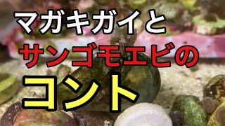 マガキガイとサンゴモエビのコント  海水水槽