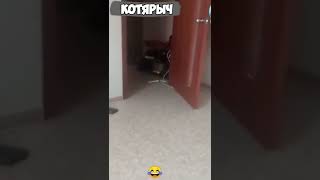 Тыщ тыдыщ   Ахаха, ой балбес! СМЕШНЫЕ ЖИВОТНЫЕ😹😻👍#Shorts