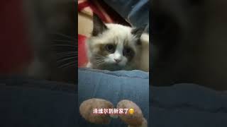 Lovely Cat  #funny #cat #pets #animal #short #174