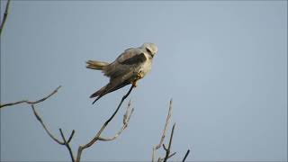 black shouldered kite