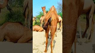 What an amazing scene! #camels #wildlife #views_viral #الجمال #animals