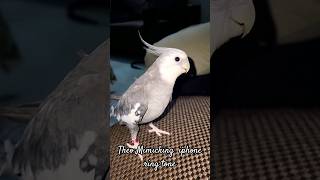 Cockatiel Bird Mimicking iphone ringtone|Theo the Cockatiel | #Shorts