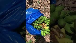 How to plant banana,harvest organic banana,village life,healthy fruits on sri lanka , #shorts