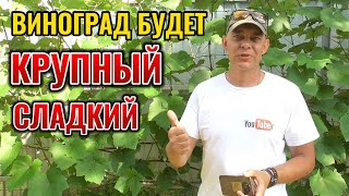 🍇 Мечтаешь о сладком и сочном винограде? Эта подкормка для тебя! Виноградный бум: формула подкормки