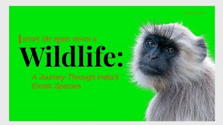 Wild | Wildlife Documentary 4K | Queensland Animals and Landscapes