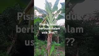 pisangtanduk 3 bulan hst