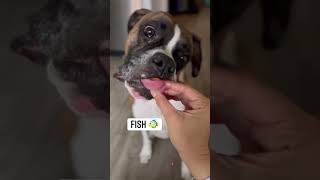 Boxer dog eating raw food 🍗 #shorts #shortsvideo #boxerdog #funnydogs #asmreating #short #asmr