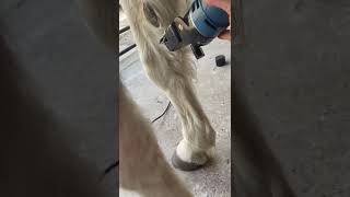 Clipping horses at liberty