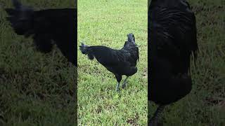 Ayam cemani #ayamcemani