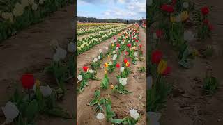 Tulip Festival 2023 @ Waterdrinker Farm Long Island New York