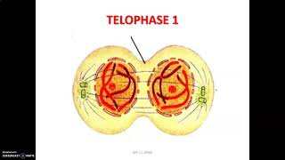 Les divisions cellulaires et la fabrication des gamètes : phase S et étapes de la méiose