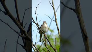 Серая Славка / Common Whitethroat