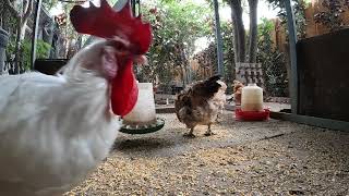 Chickens Hens Roosters Activity Fun Sounds Noises!