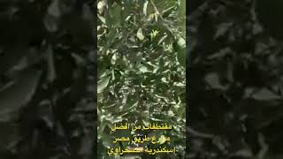 من افضل مزارع طريق مصر اسكندرية الصحراوي