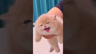 A little kitten just burped.💕😻 #cute  #kitten  #cat  #meow