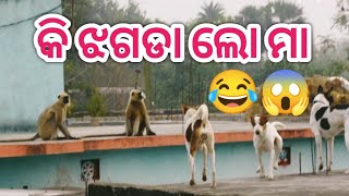 କି ଝଗଡା ଲୋ ମା 😂Dog and monkey fighting #funnyvideo #odiavlog #sasmitavlog #villagevlog