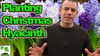 Planting Hyacinth bulbs for Christmas - Holiday Gift Ideas