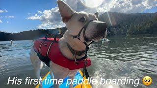 Took my dog paddle boarding for the first time 🐶🥺