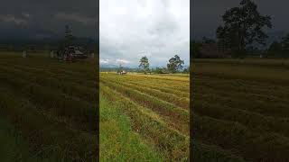 🔴 COMBINE HARVESTER MELAKSANAKAN TUGAS #shorts