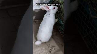 Cute baby #yt #trending #rabbit #cute #newmusic #new #vlog #shorts #status #news #funny #motivation