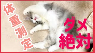 【スコティッシュフォールド】体重測定しようとしたらこうなりました。【マッサージで骨抜きネコ】