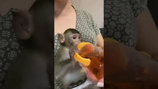 baby monkey drinks cute🥰#monyet #shorts #babymonkey