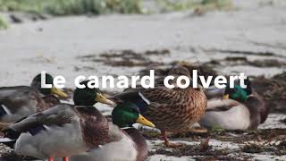 Le canard colvert