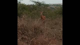 One Horn Antelope #Shorts