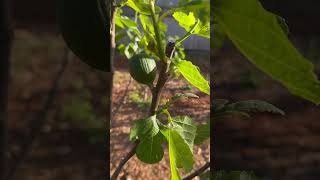 Almost Time For Fig Season! #propagation #garden #figtree #figcuttings #fig #gardening #urbangarden