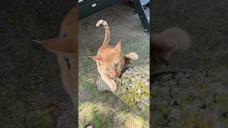 Keke loves the new campground in #NorthDakota #rvlife #cat #orangecat #catshorts #fulltimerv